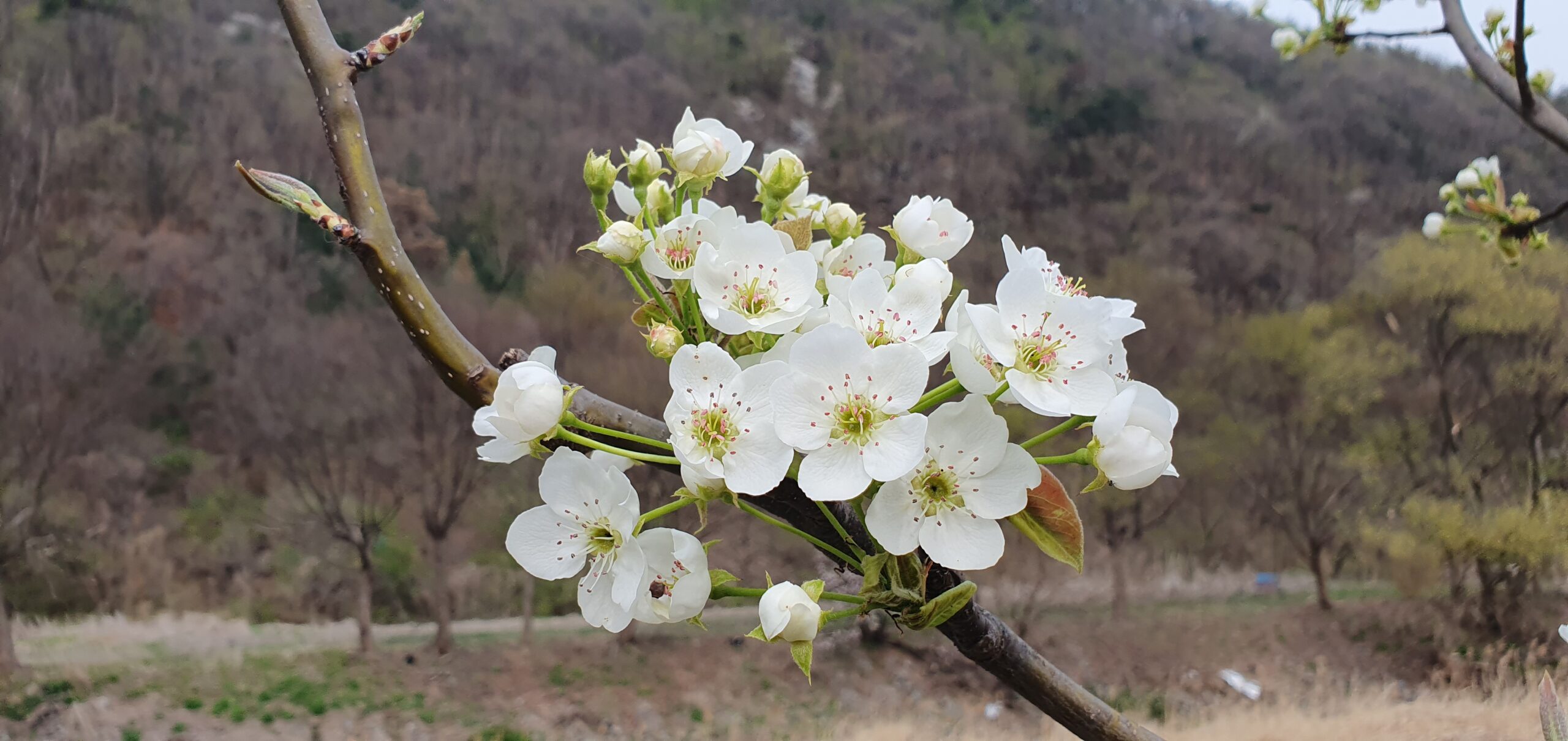 Carbon Neutral Appropriate Technology!